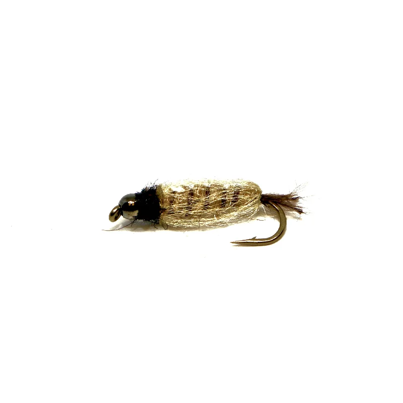 BH Translucent Crane Fly Larva