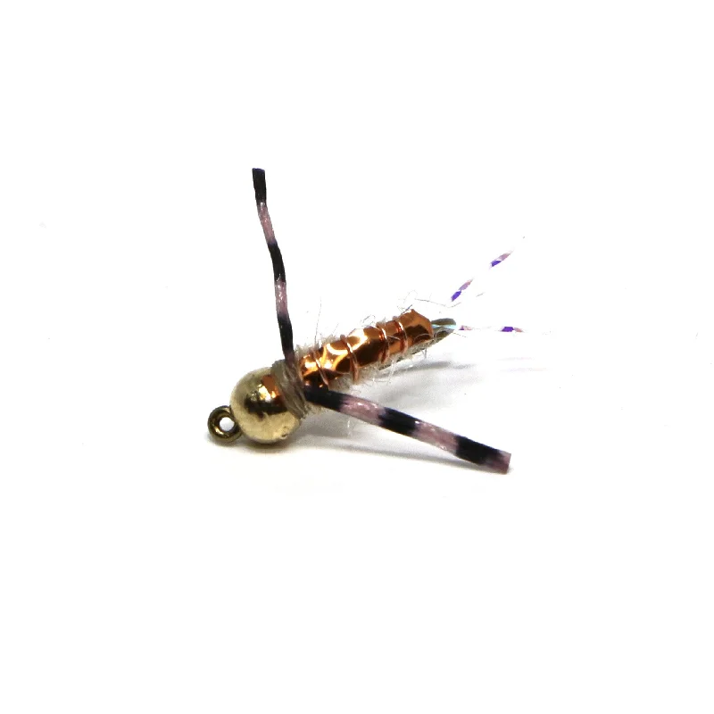 Nakoda Backswimmer