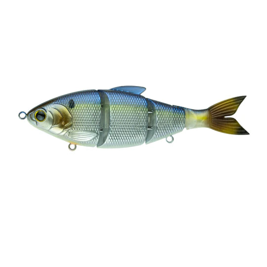 Chrome Threadfin