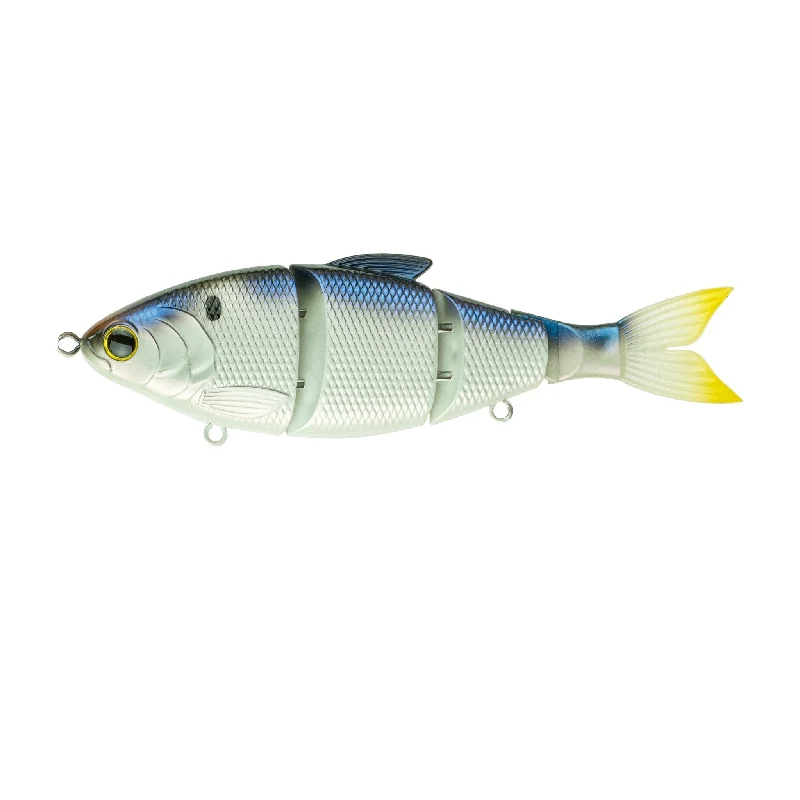 Blueback Herring