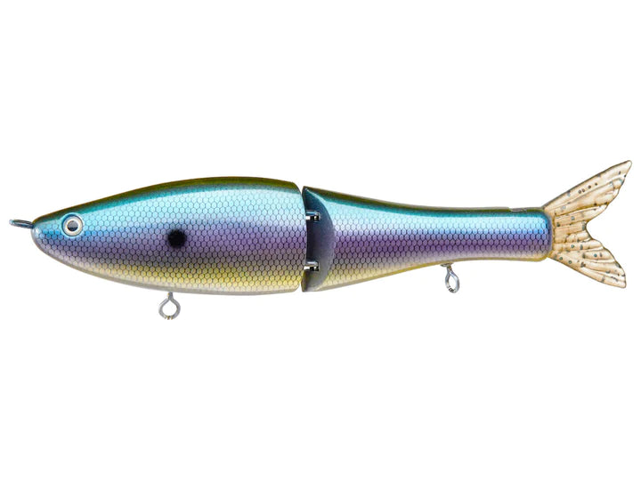 American Shad